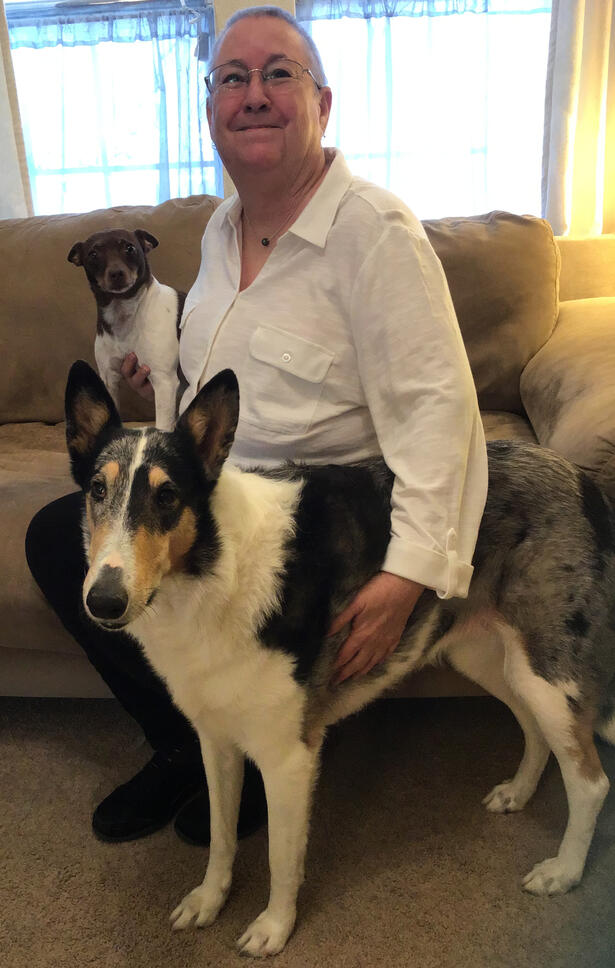 Junibug, an American Rat Terrier, and Jassie Blue, a Smooth-coated Collie