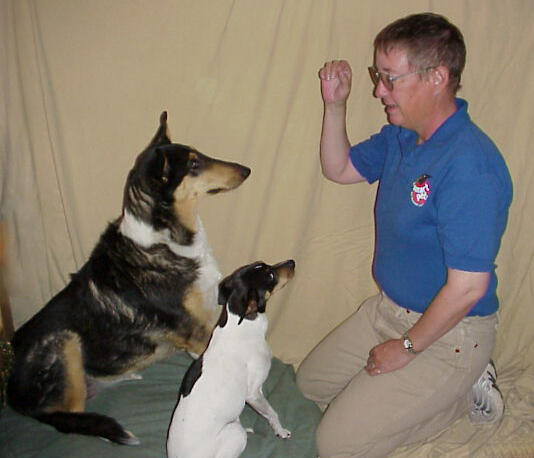 Lane working with Jipsy Boo, Smooth-coated Collie, and JellyBean, American Rat Terrier