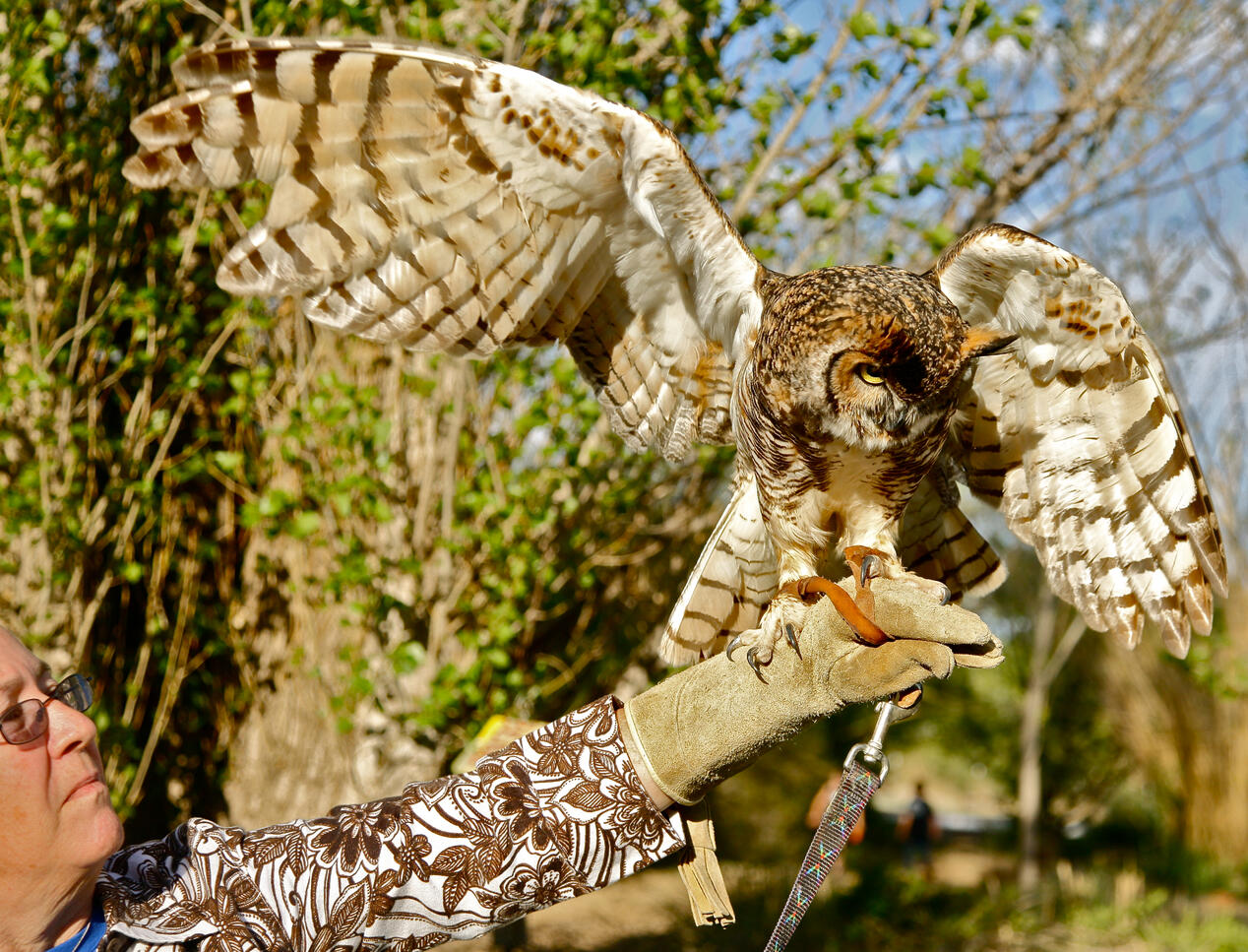 Untitled Laney holding Frodo, a Great Horned Owl