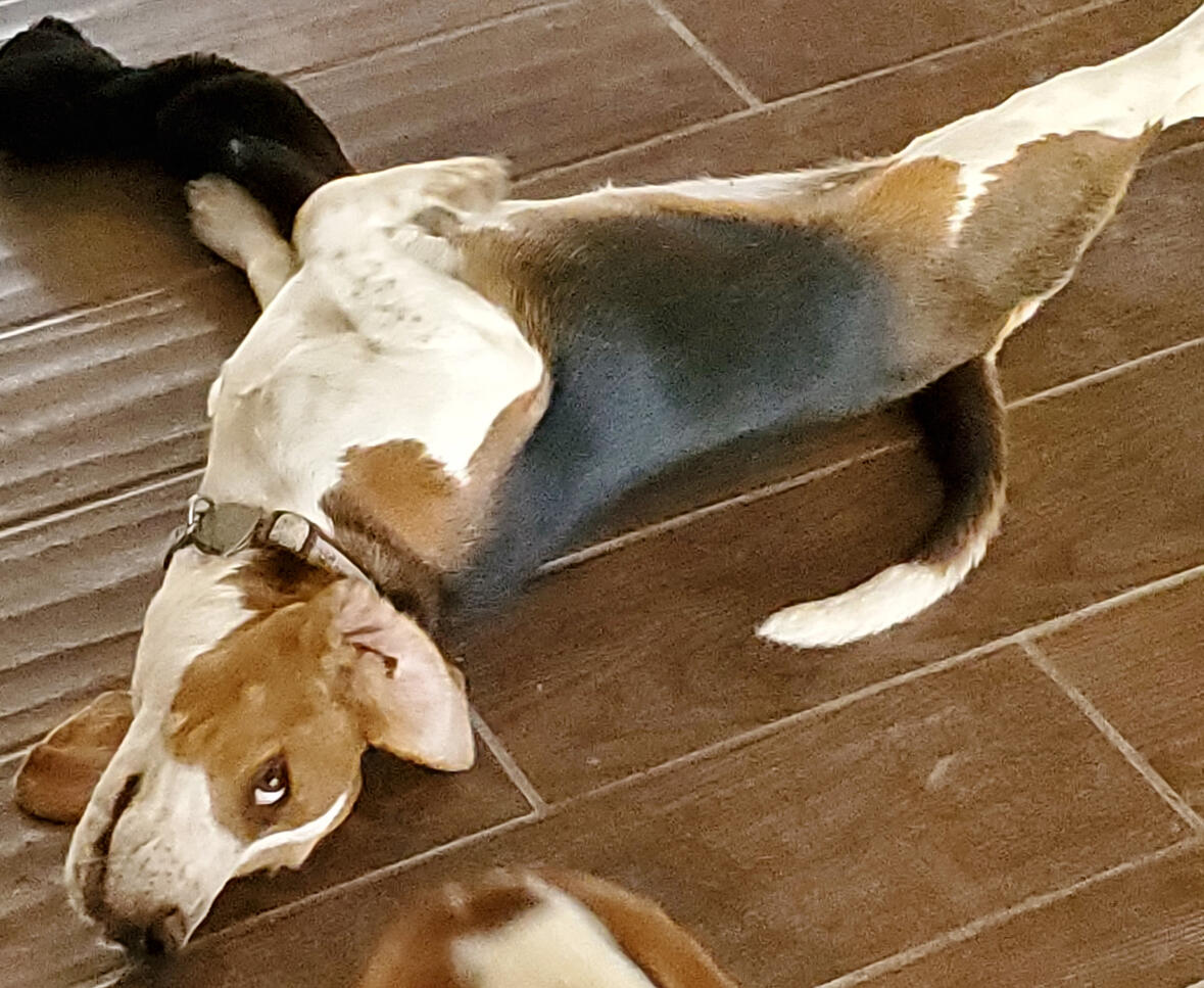 Untitled One of Andrea's Beagles
